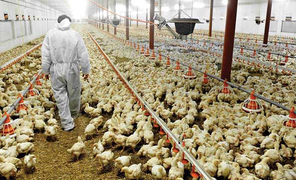 chan-nuoi-gia-cam-o-nong-thon